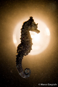Mediterranean SeaHorse over the moon by Marco Gargiulo 